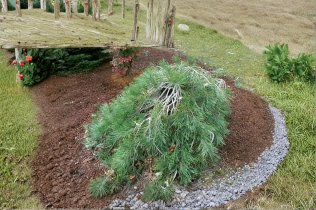 Pendula Japanese Red Pine Live Plant – 24 Inch Evergreen Conifer, Weeping Pinus densiflora for Garden, Bonsai & Landscape