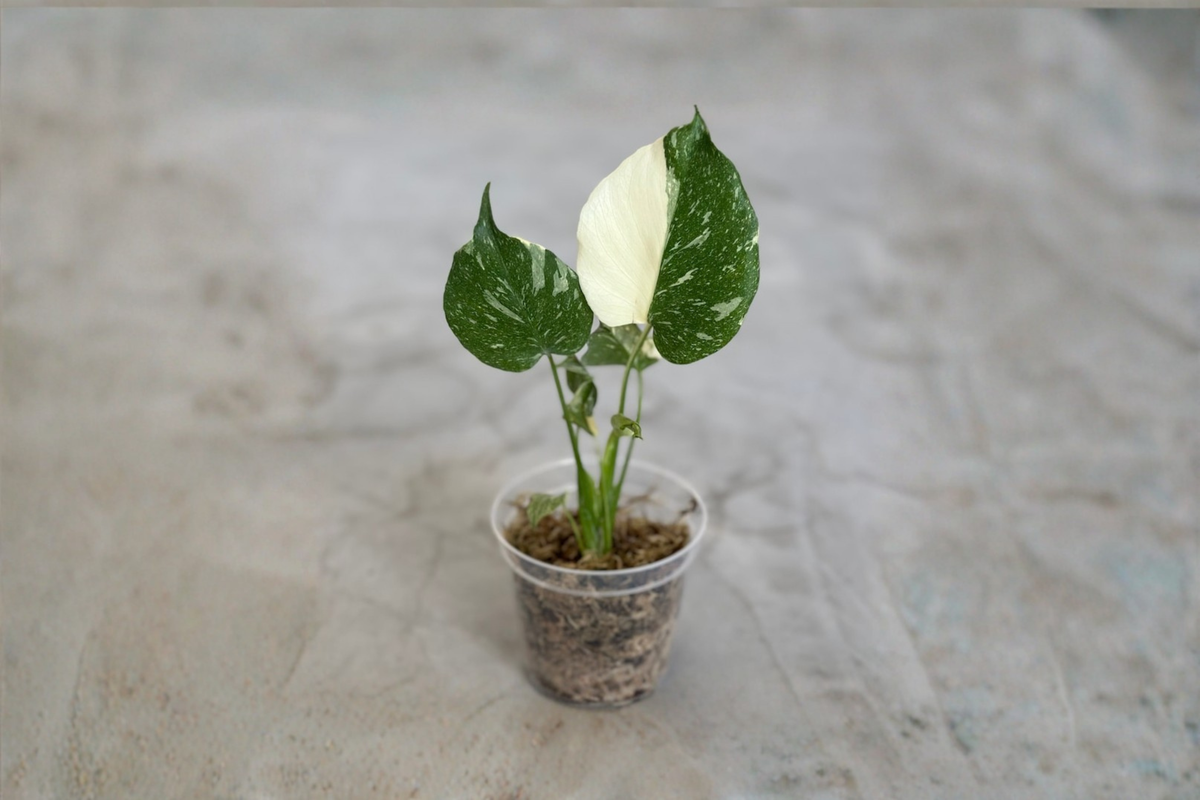 Monstera Thai Constellation Rooted Plant Variegated Monstera Starter Plant Rare Albo Monstera Houseplant Collector Gift