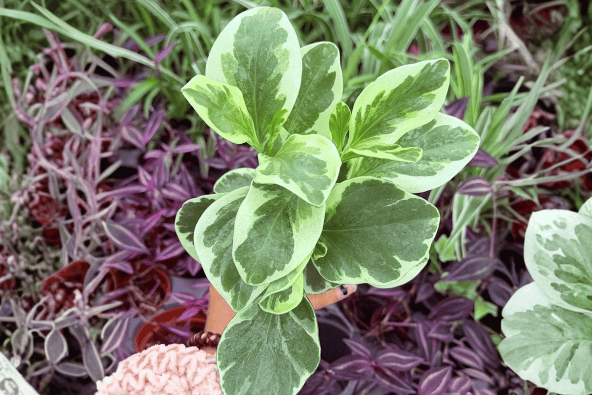 Variegated Peperomia Obtusifolia 2 Live Plants – 4-Inch Pots – Peperomia obtusifolia