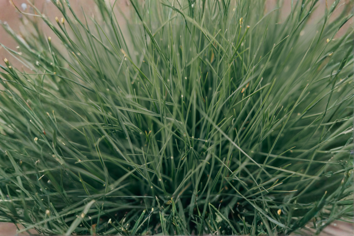 Elijah Blue Fescue Ornamental Grass Live Starter Plant – Festuca glauca