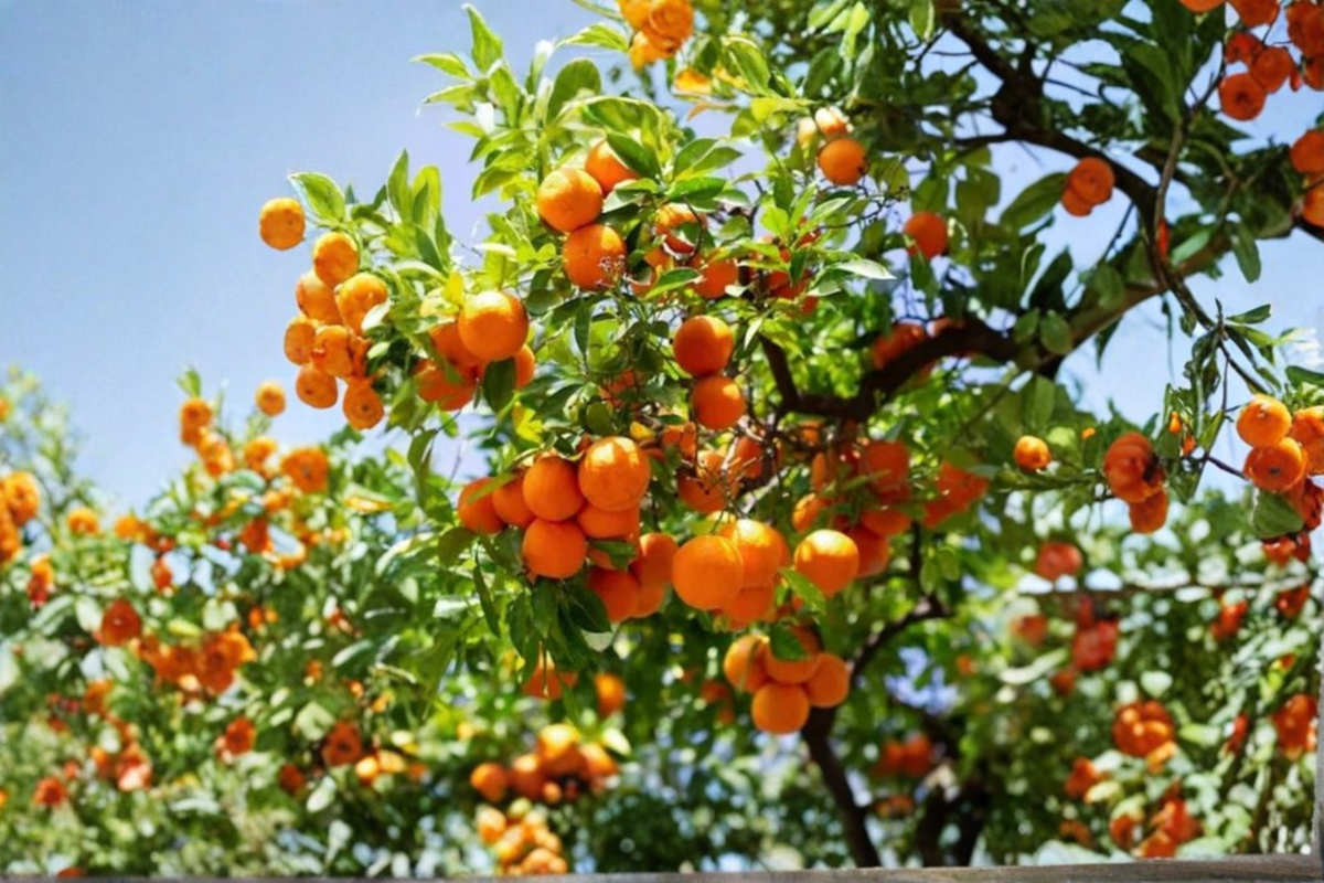 China 2 Mandarin Orange Live Tree, Rare Citrus Fruit Tree, Hubei Origin, Container Friendly, Edible Landscape, Citrus Collection
