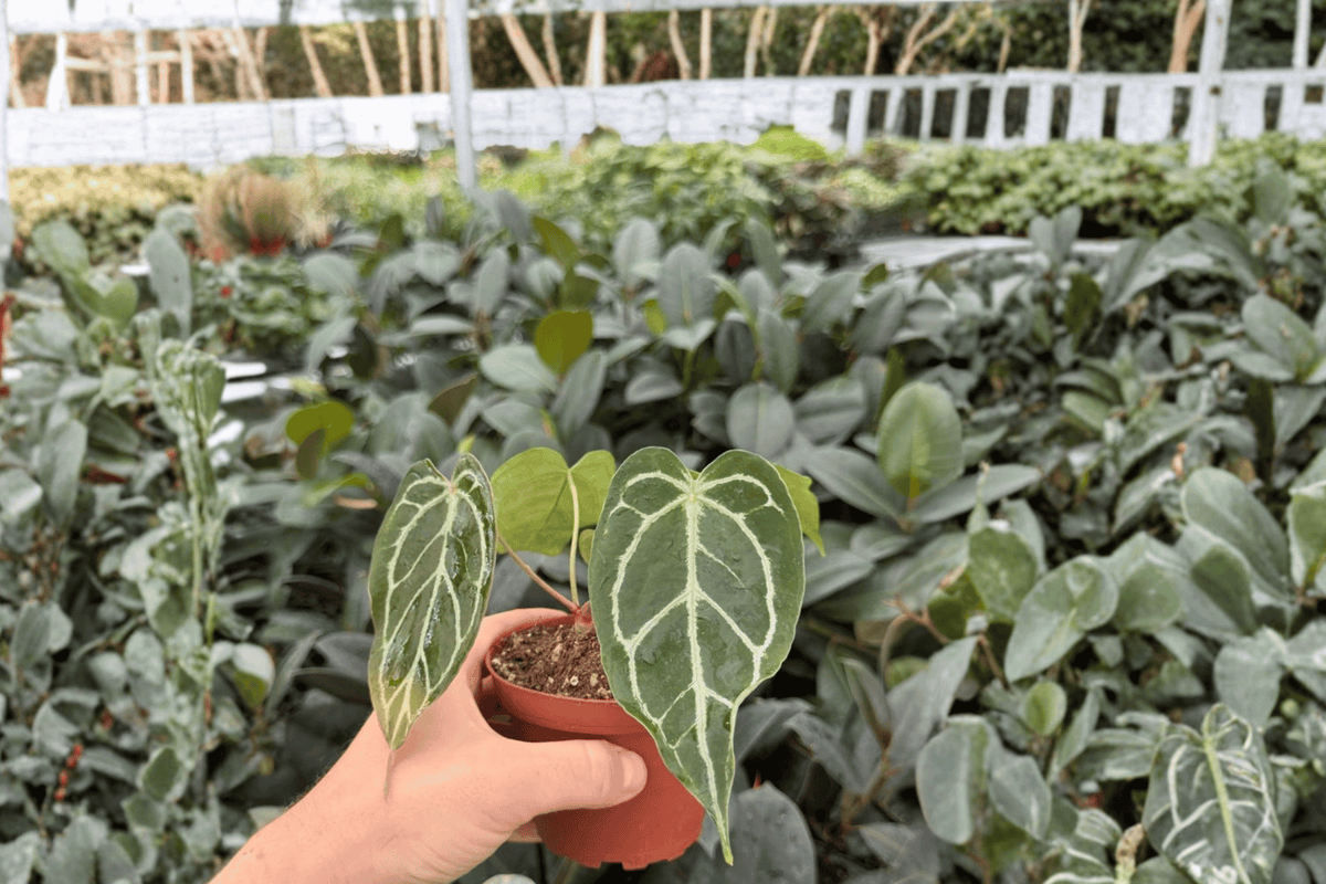 Anthurium Red Stem × Ferrari 2 Exact Live Plants – Anthurium Hybrid 4” Size Bare Root