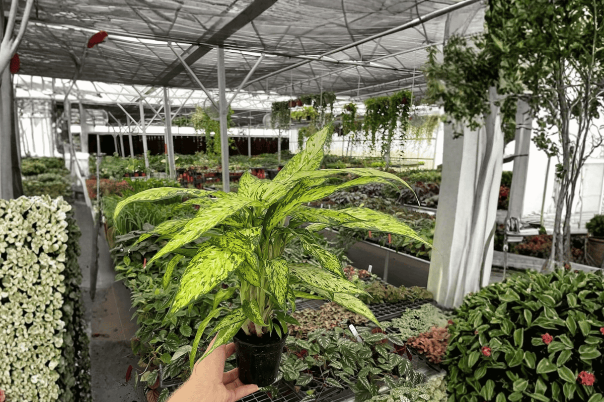 Dieffenbachia Starbright 2 Live Plants – 4-Inch Pot Format – Dieffenbachia ‘Starbright’