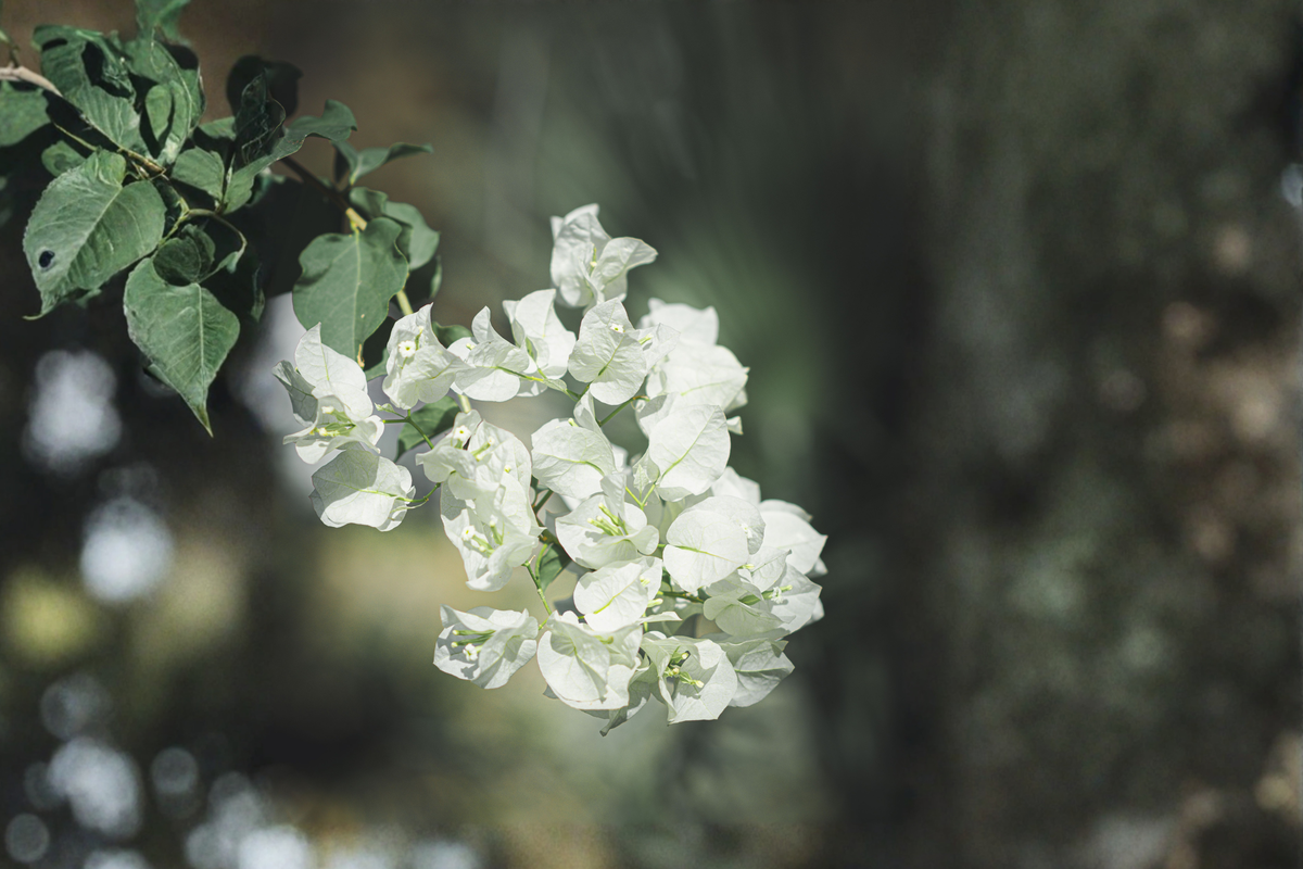 Key West White Bougainvillea Live Starter Plug Plant – Well Rooted (Bougainvillea spp.)