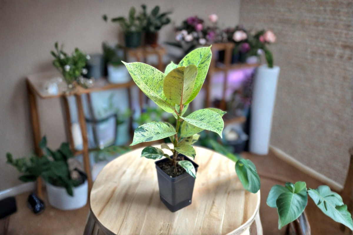 Ficus Shivereana Moonshine Live Plant Variegated Rubber Plant Indoor Houseplant Starter Cutting Home Decor Gift