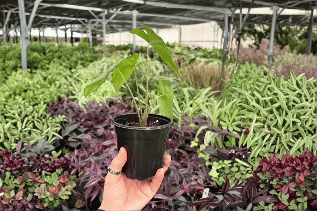 Alocasia Corazon 2 Exact Live Plants – Alocasia ‘Corazon’ Specific 4” Size Bare Root