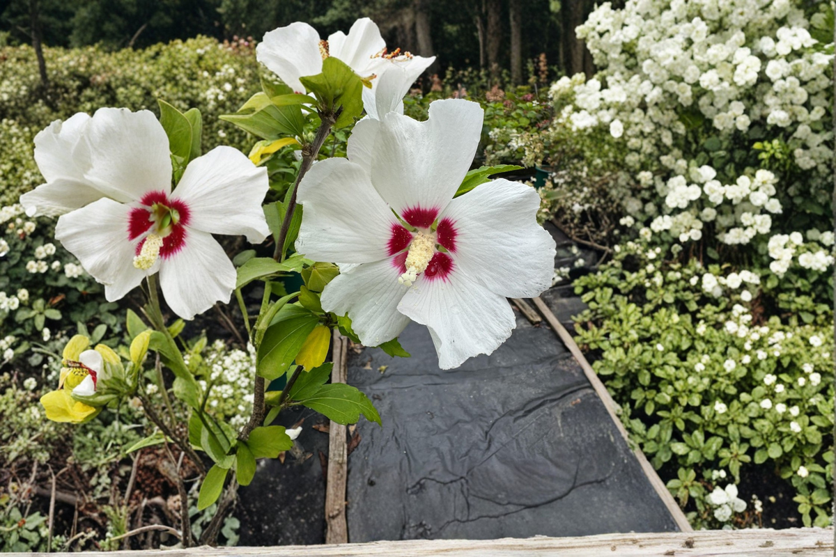 Red Heart Rose of Sharon Live Plant 2 Gallon Pot White Red Flower Hibiscus Shrub Summer Bloom Garden Plant
