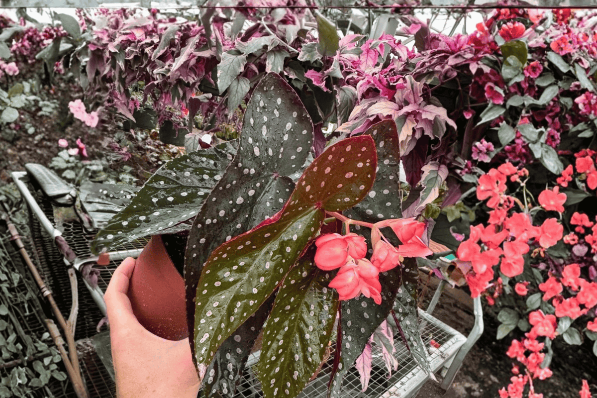 Harmony’s Dark Dreamer Begonia – 2 Live Plants, 6-Inch Size – Begonia ‘Harmony’s Dark Dreamer’