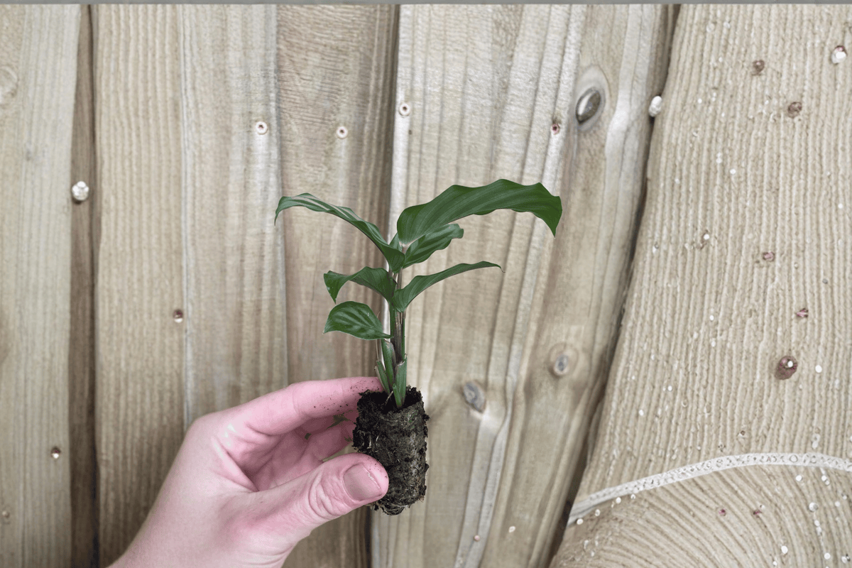 Calathea Freddie 2 Starter Plants – Goeppertia concinna Bare Root