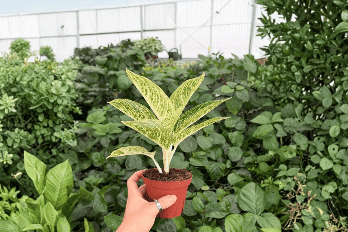 Aglaonema White Legacy 2 Exact Live Plants – Aglaonema ‘White Legacy’ 4” Size Bare Root