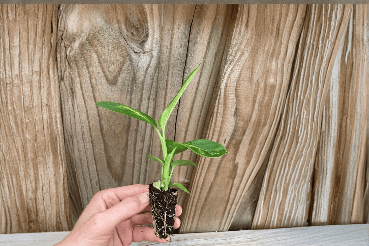 Dieffenbachia Tropical Marianne 2 Live Starter Plants – Dieffenbachia ‘Tropical Marianne’