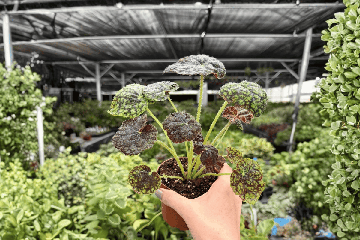 Begonia Lynda Evans 2 Exact Live Plants – 4-Inch Pots – Begonia ‘Lynda Evans’