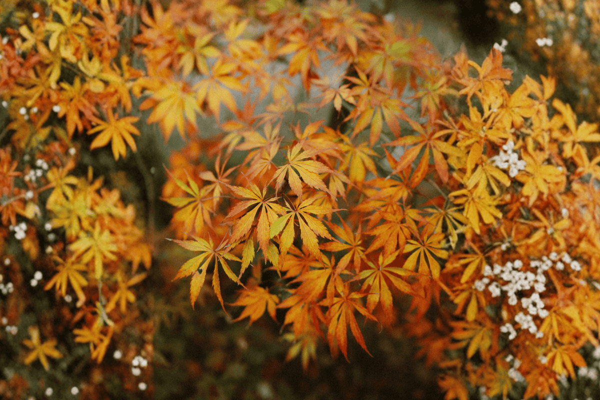 Sango-kaku Coral Bark Japanese Maple – 1 Live Tree, 2-Gallon Size – Acer palmatum ‘Sango-kaku’