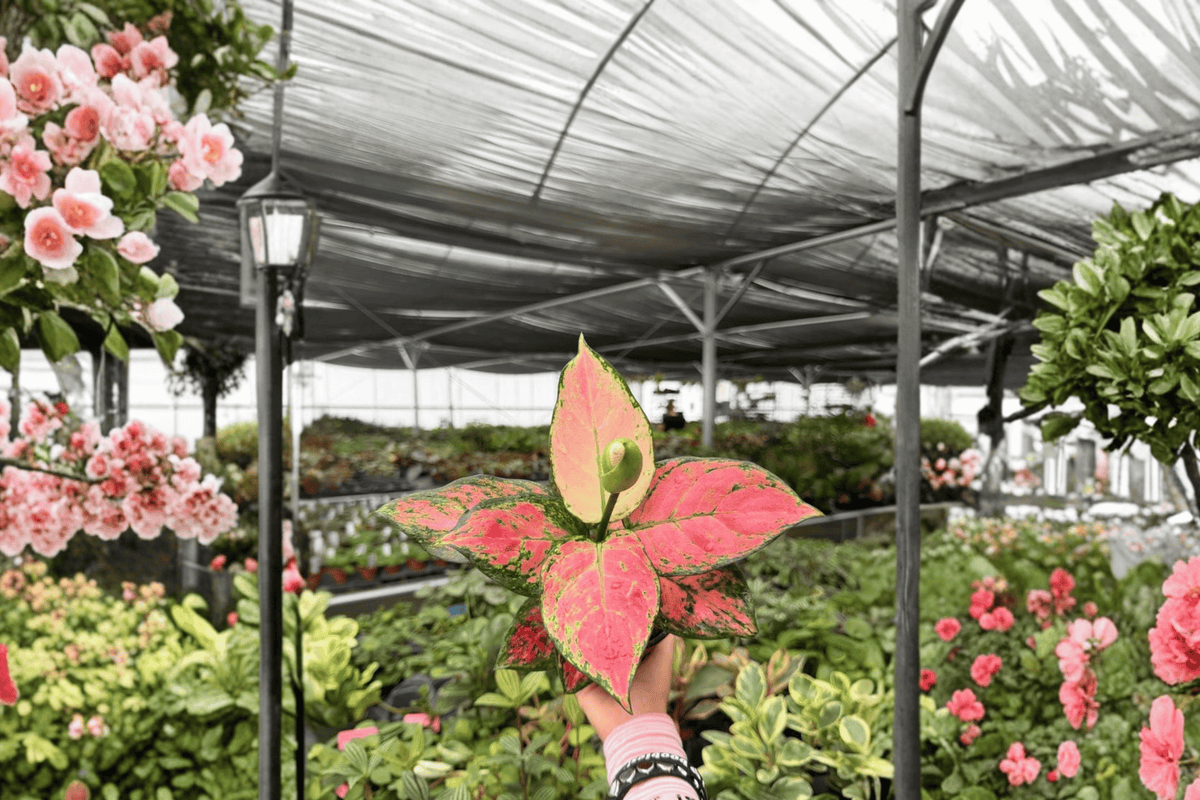 Aglaonema Geely Red 2 Exact Live Plants – Aglaonema ‘Geely Red’ Specific 4” Size Bare Root