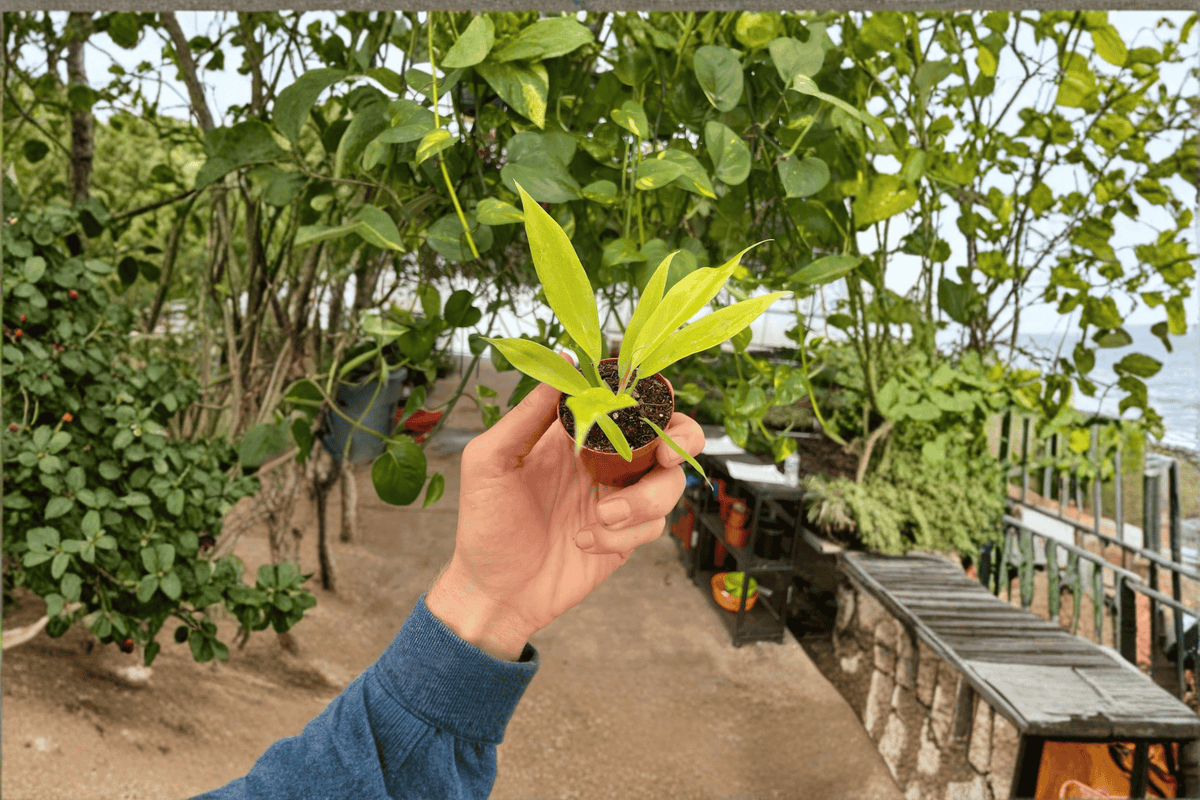 2 Philodendron 'Golden Crocodile' Starter Plants – Bare Root – Philodendron 'Golden Crocodile'
