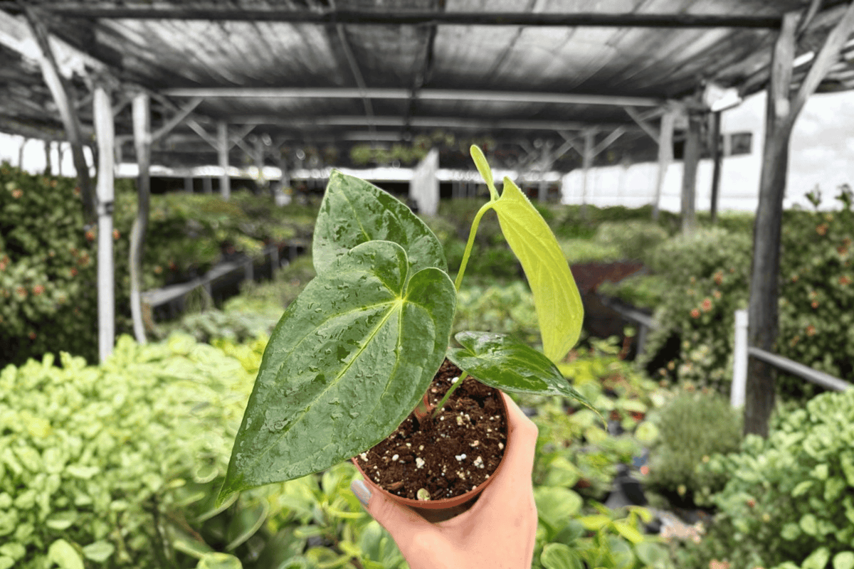 Anthurium Carla × Crystallinum 2 Exact Live Plants – Anthurium Hybrid 4” Size Bare Root