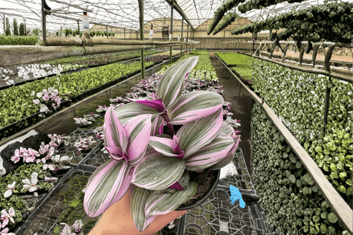 Tradescantia Nanouk 2 Live Plants – 4-Inch Pots – Tradescantia ‘Nanouk’