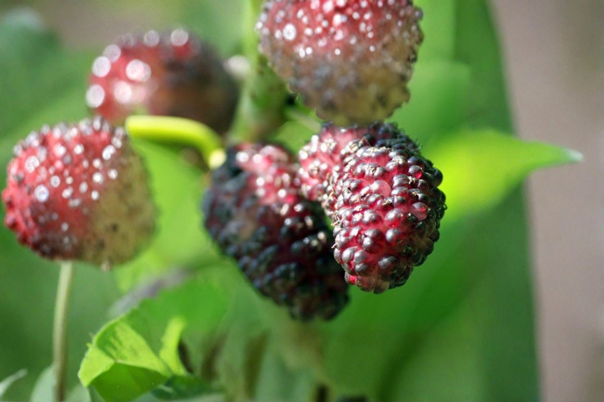 Persian Dwarf Everbearing Mulberry Tree Live Plant 1 Gallon Pot Compact Fruit Tree Container Friendly Berry Plant