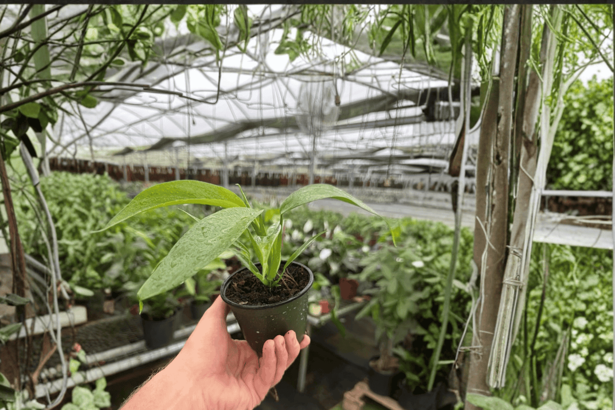 2 Philodendron panduriforme Live Plants in 4-Inch Pots – Philodendron panduriforme