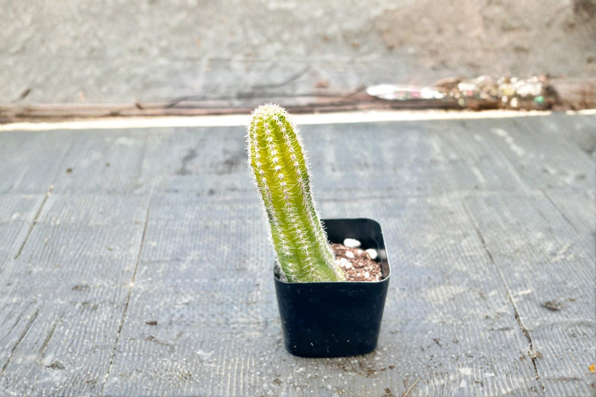 Variegated Peanut Cactus Live Succulent Plant Colorful Indoor Cactus in 2 Inch Pot Desert Houseplant Gift
