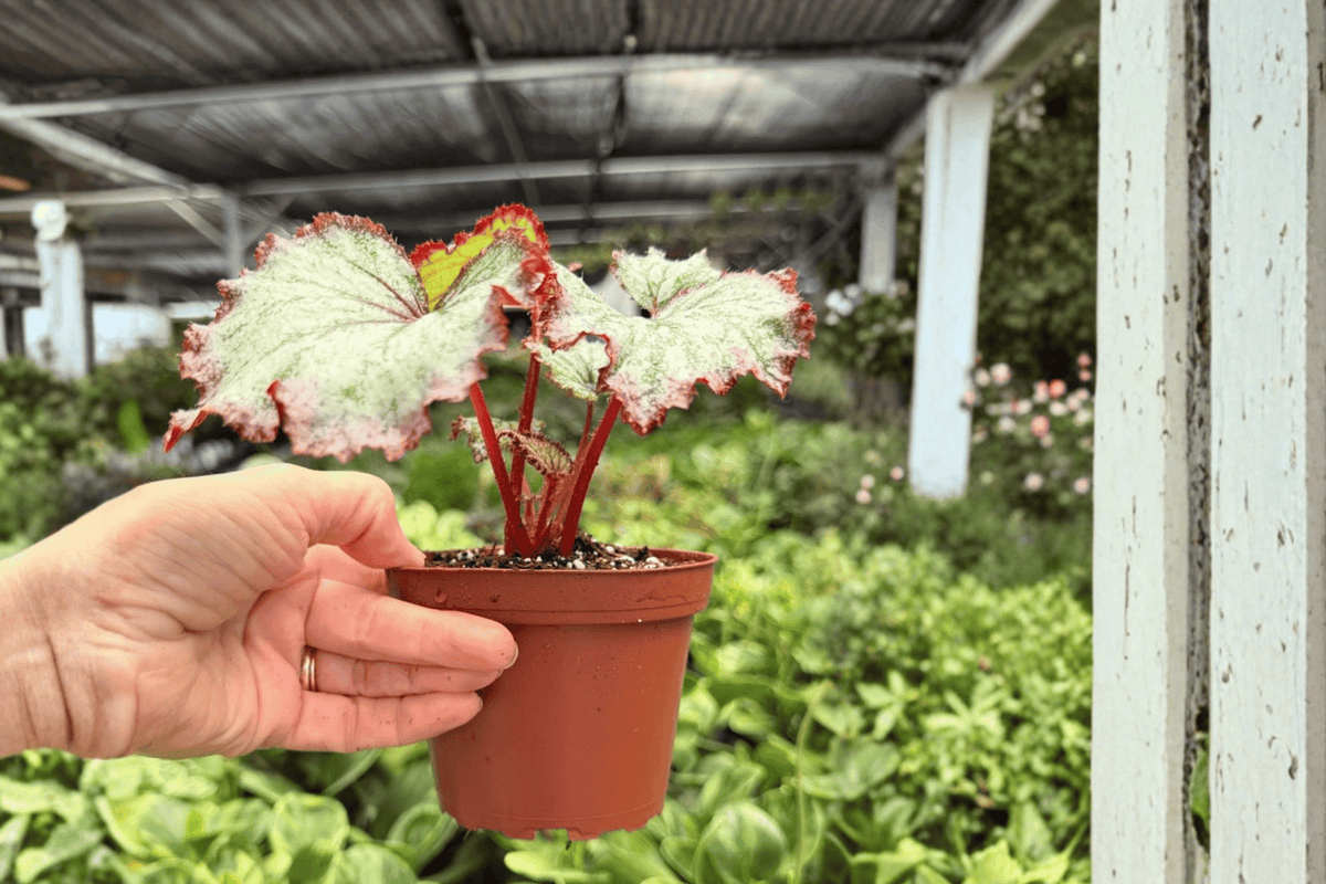 Harmony’s Reign of Fire Begonia 2 Exact Live Plants – 4-Inch Size Bare Root