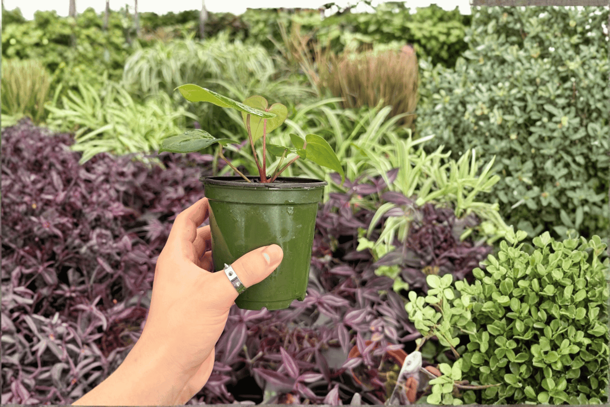 Anthurium Papi Red Sinus x K.O.S. 2 Exact Live Plants – 4-Inch Size
