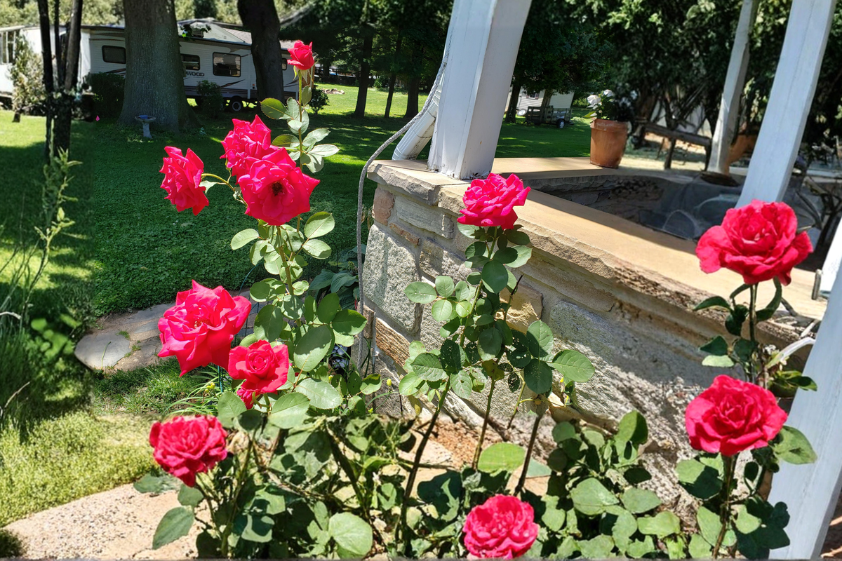 Proud Land Red Hybrid Tea Rose Plant – 1 Gal Live Red Flowering Shrub for Garden, Landscape, Outdoor Bed
