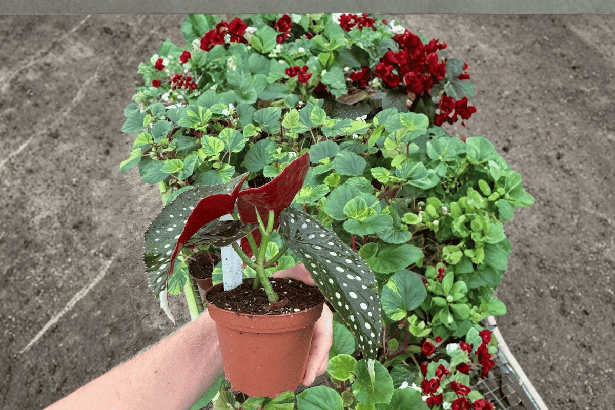 Harmony’s Raider Begonia – 2 Live Plants, 4-Inch Size – Begonia ‘Harmony’s Raider’