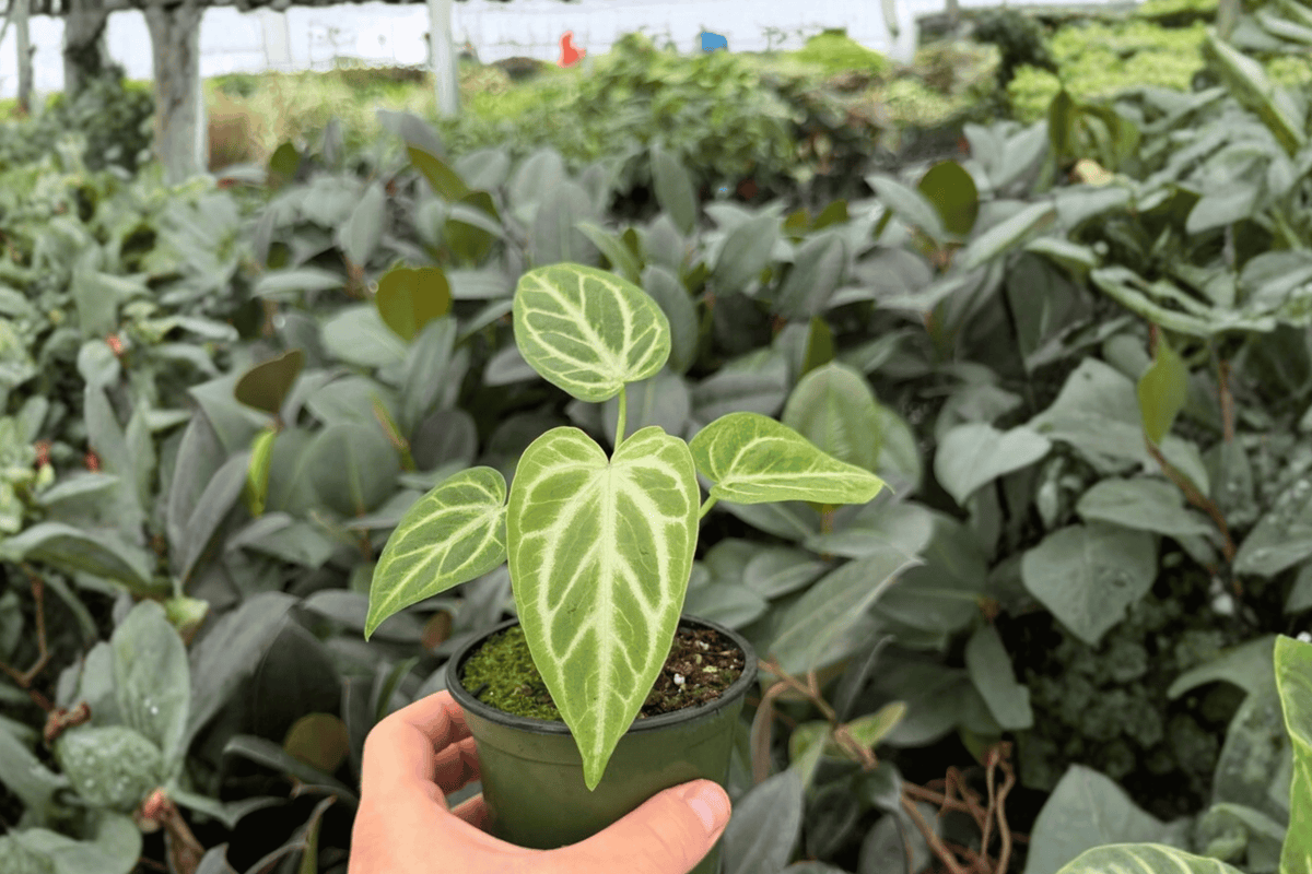 Anthurium Hoffmannii × Silver Hope 2 Exact Live Plants – Anthurium Hybrid 4” Size Bare Root