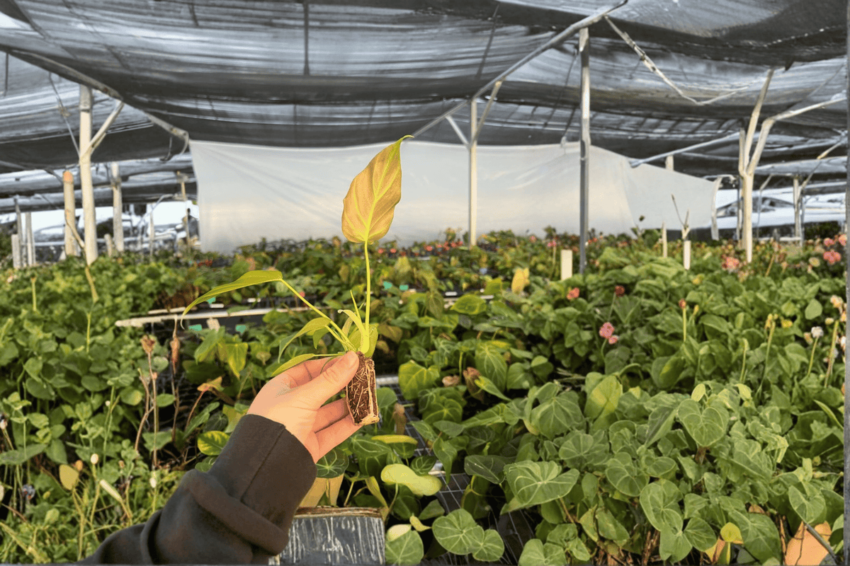 2 Philodendron Corsinianum Starter Plants Bare Root – Philodendron ('verrucosum' × pinnatifidum)