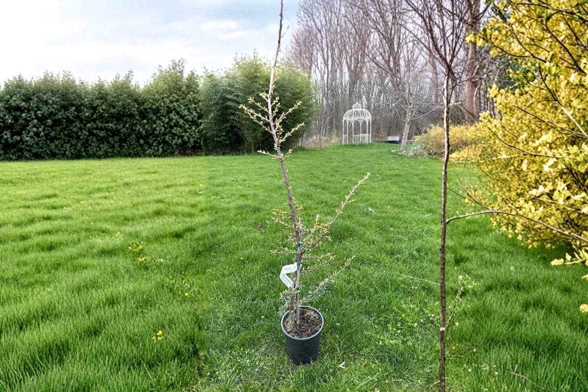 Granny Louise Atlas Cedar Live Plant – 18 Inch Weeping Evergreen Conifer Cedrus atlantica in 1-Gallon Pot