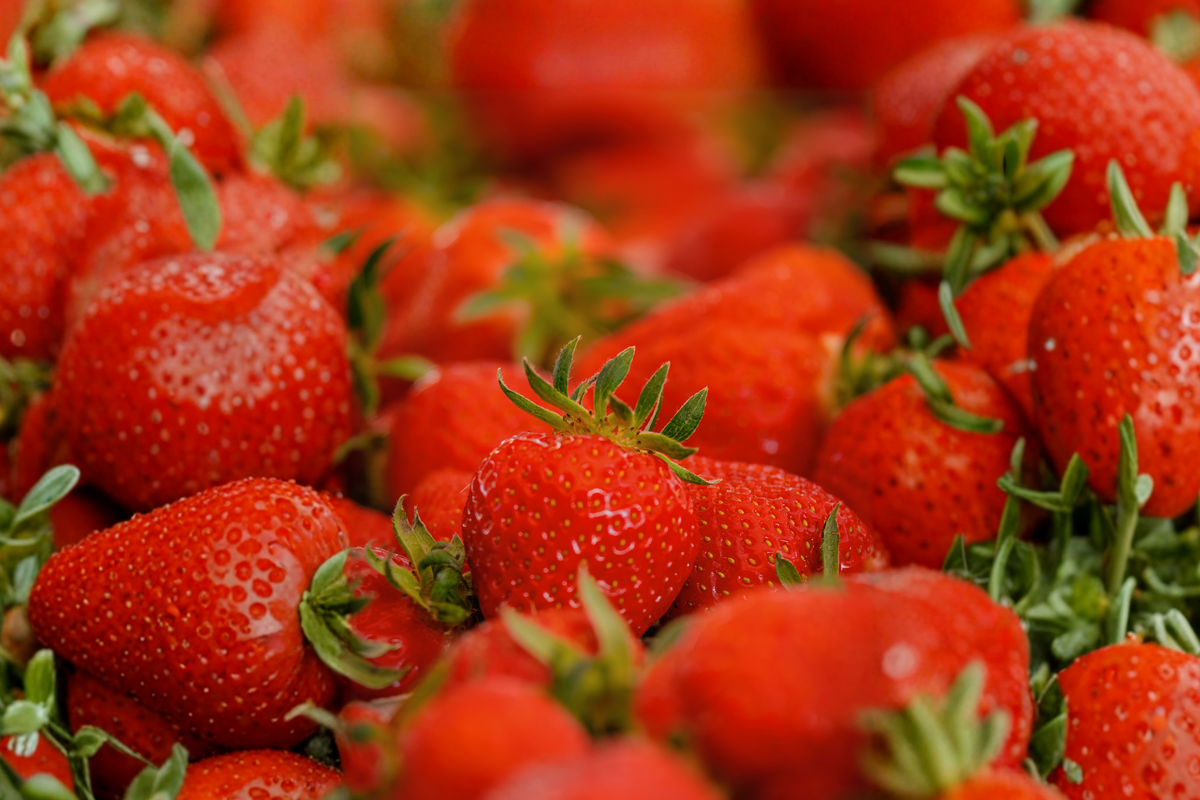 Ever Sweet Strawberry Live Plant in 4-Inch Pot – Fragaria × ananassa
