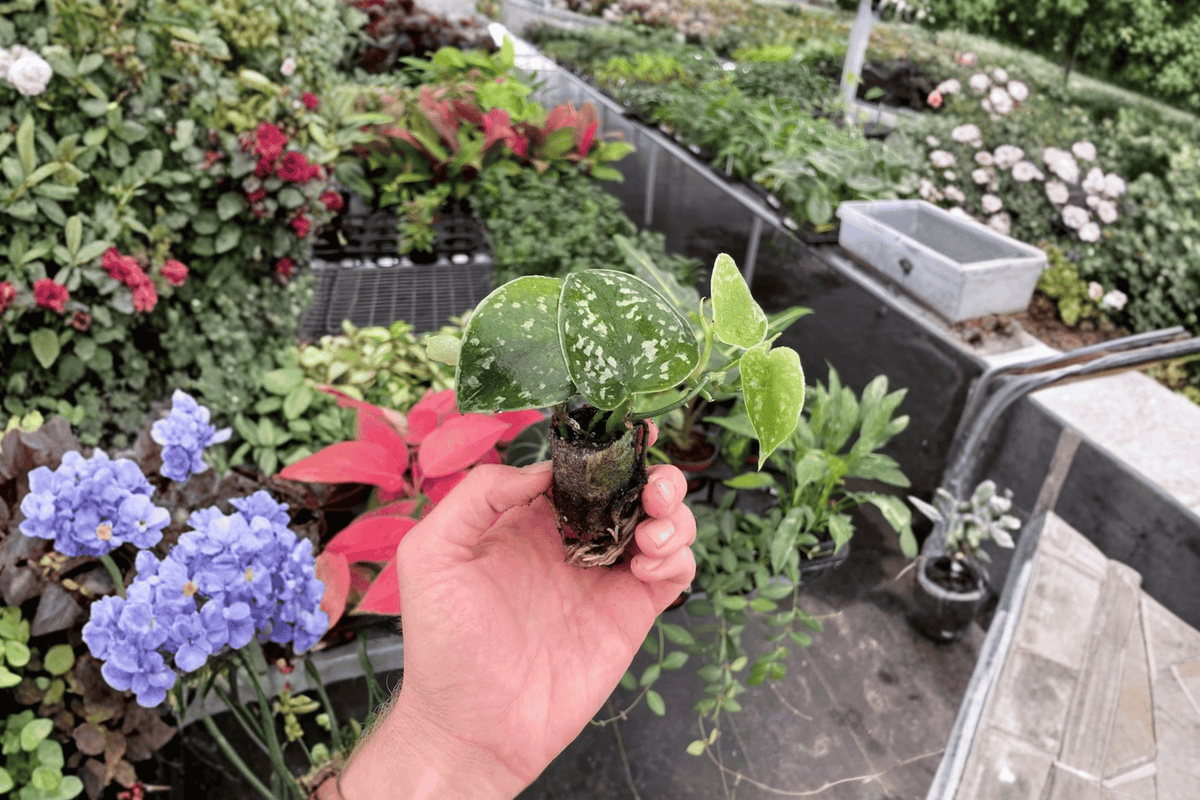 2 Scindapsus Exotica Starter Plants – Bare Root Live Scindapsus pictus 'Exotica'