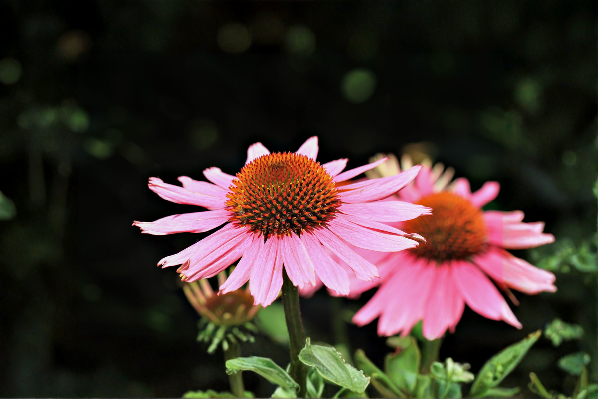 PowWow Wild Berry Coneflower Live Plants 3 Rooted Starters in 1 Qt Pots Echinacea Purple Perennial Garden Flower