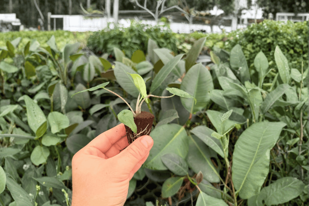 Alocasia Metallic Blue 2 Exact Live Starter Plants – Alocasia ‘Metallic Blue’