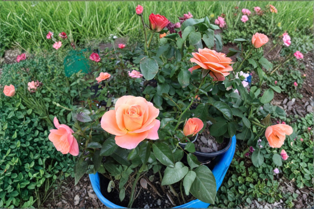 Grandiflora Rose Plant 1 Gallon Live Bush – Orange Flowers, Garden Shrub, Landscaping, Rosa ‘New Year’