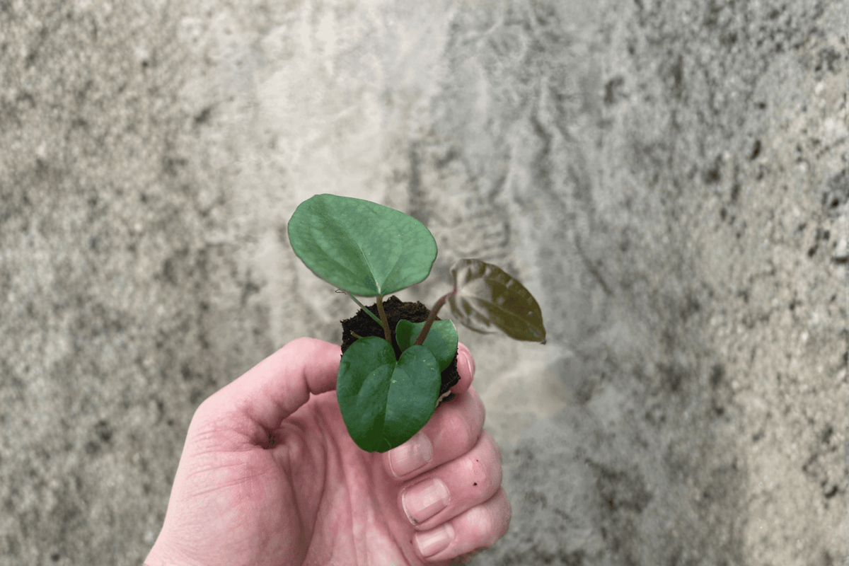 2 Anthurium Ace of Spades × Papillilaminum Starter Plants – Bare Root – Anthurium Hybrid