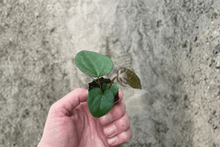 2 Anthurium Ace of Spades × Papillilaminum Starter Plants – Bare Root – Anthurium Hybrid