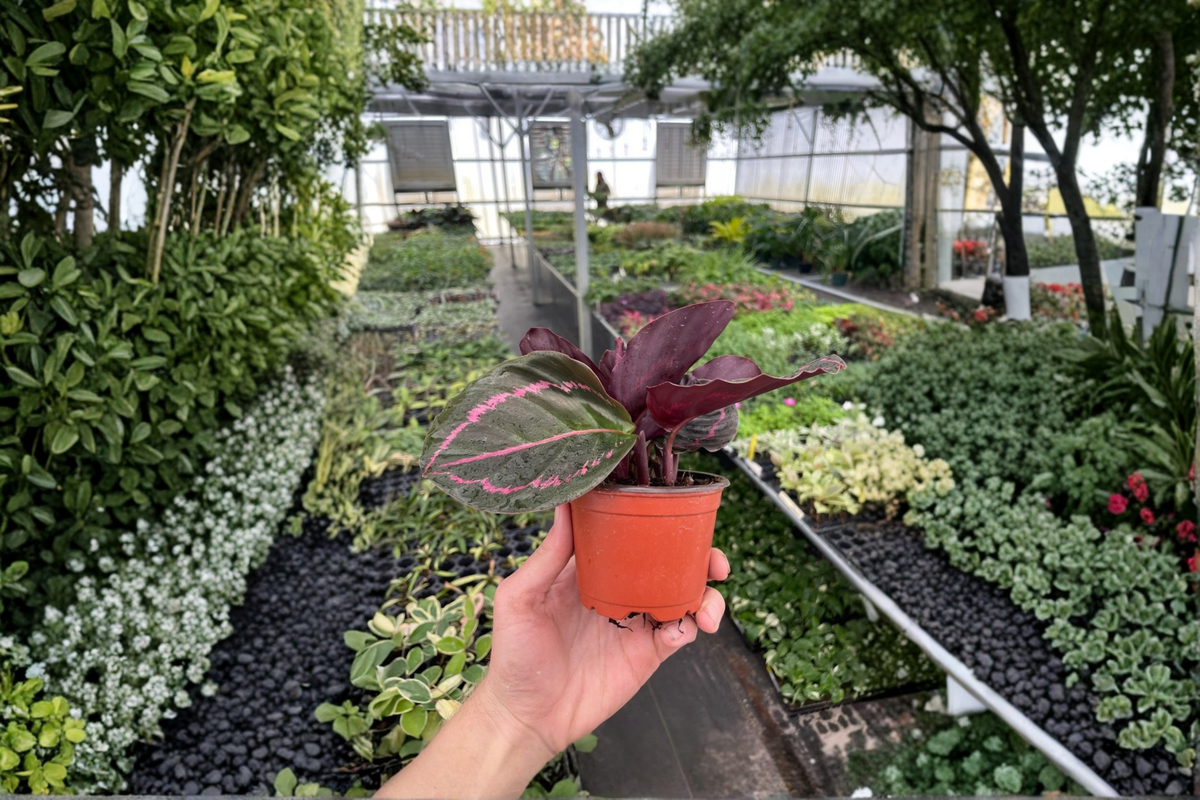 2 Calathea Dottie Live Plants in 4-Inch Pots – Established Roots (Goeppertia roseopicta 'Dottie')