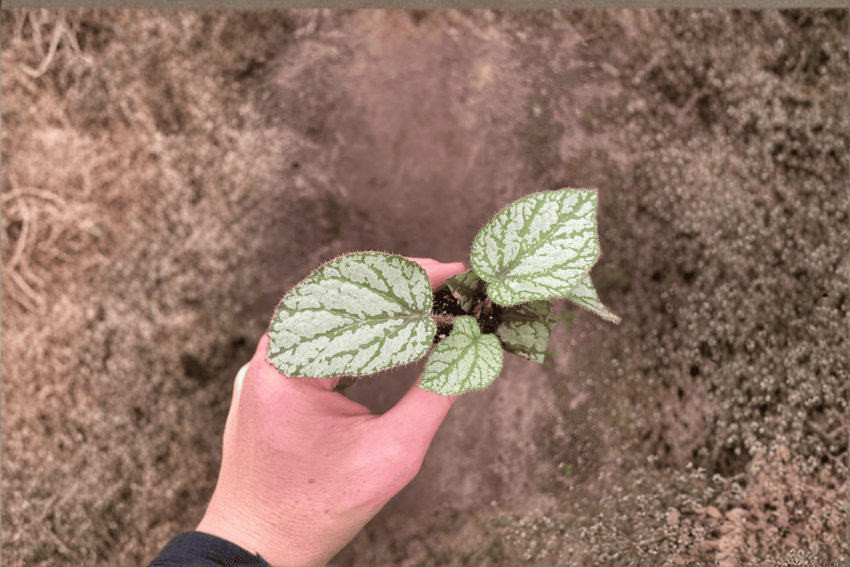2 Begonia U309 Starter Plants – Bare Root – Begonia U309