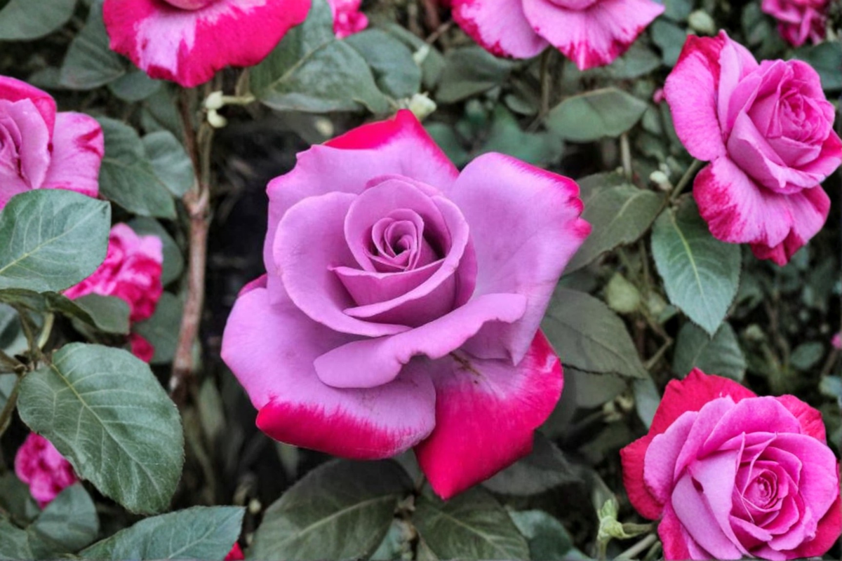 Purple Red Rose Seeds – Rare Two-Tone Flowering Rose Variety for Ornamental Gardens and Landscape Planting