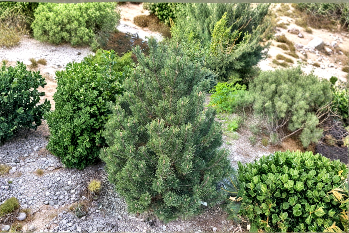 Swiss Mountain Pine Live Plant 1 Gallon Pot – Silver Candles Evergreen Dwarf Pine Pinus uncinata