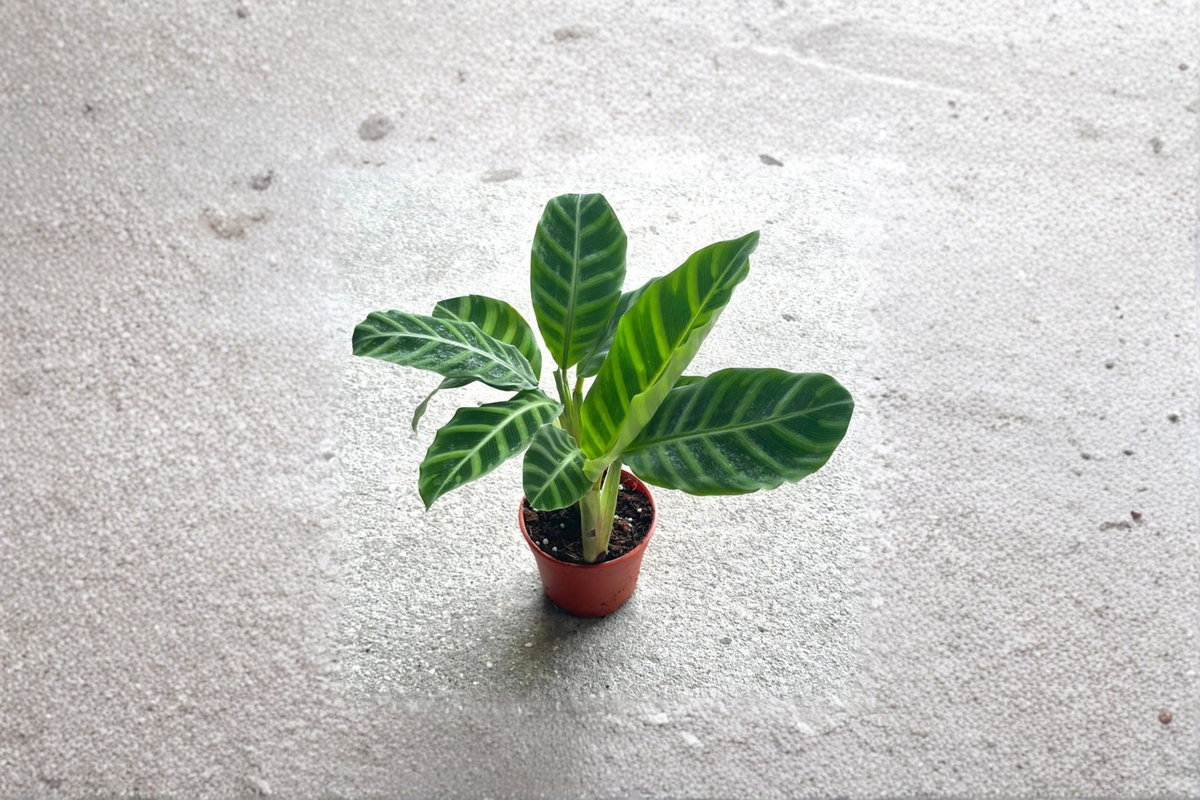 Calathea Zebrina Live Plant | Rooted Tropical Houseplant | Zebra Prayer Plant | Goeppertia zebrina