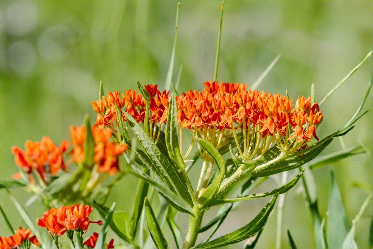 Mexican Milkweed Live Plants 3 Rooted Starters in 1 Qt Pots, Asclepias curassavica, Tropical Perennial Flower Plant