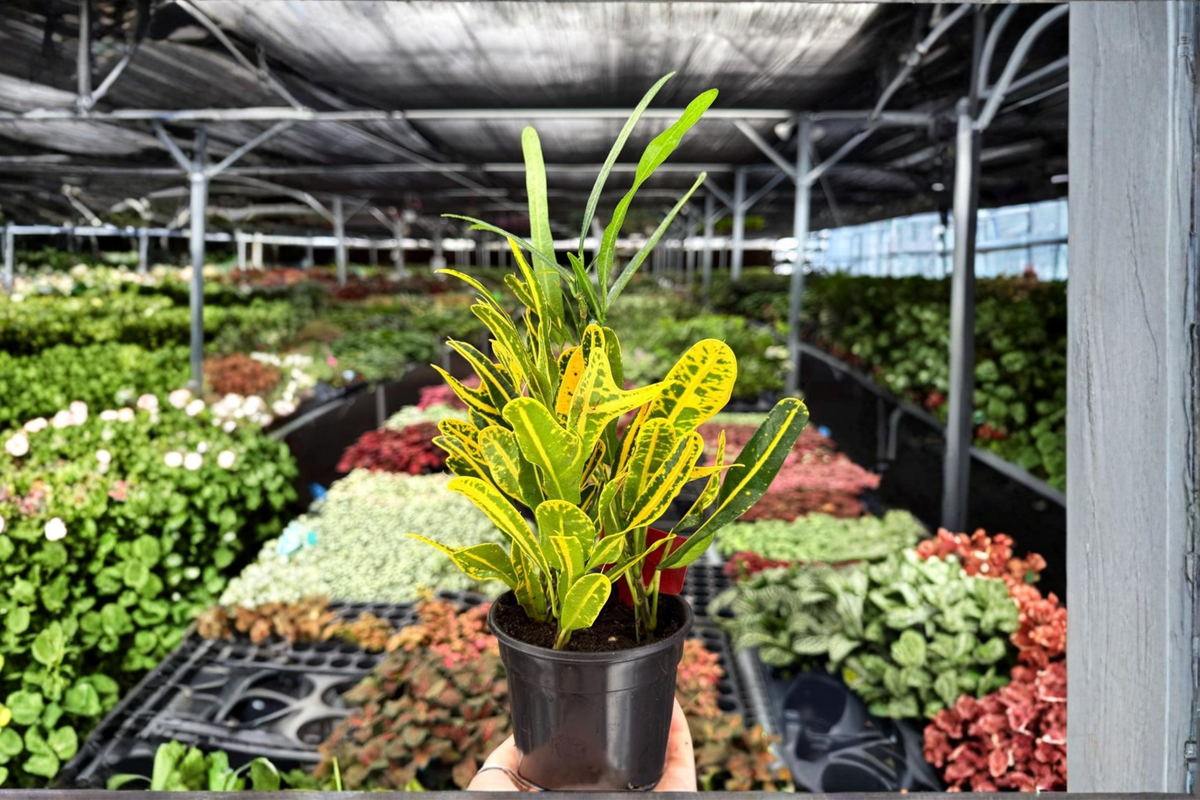 2 Exact Banana Croton Live Plants – 4-Inch Potted Houseplants (Codiaeum variegatum)