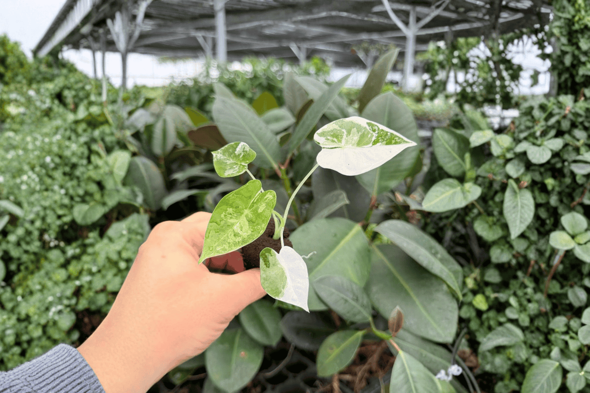 Variegated Alocasia Frydek 2 Exact Live Starter Plants – Alocasia micholitziana ‘Frydek’
