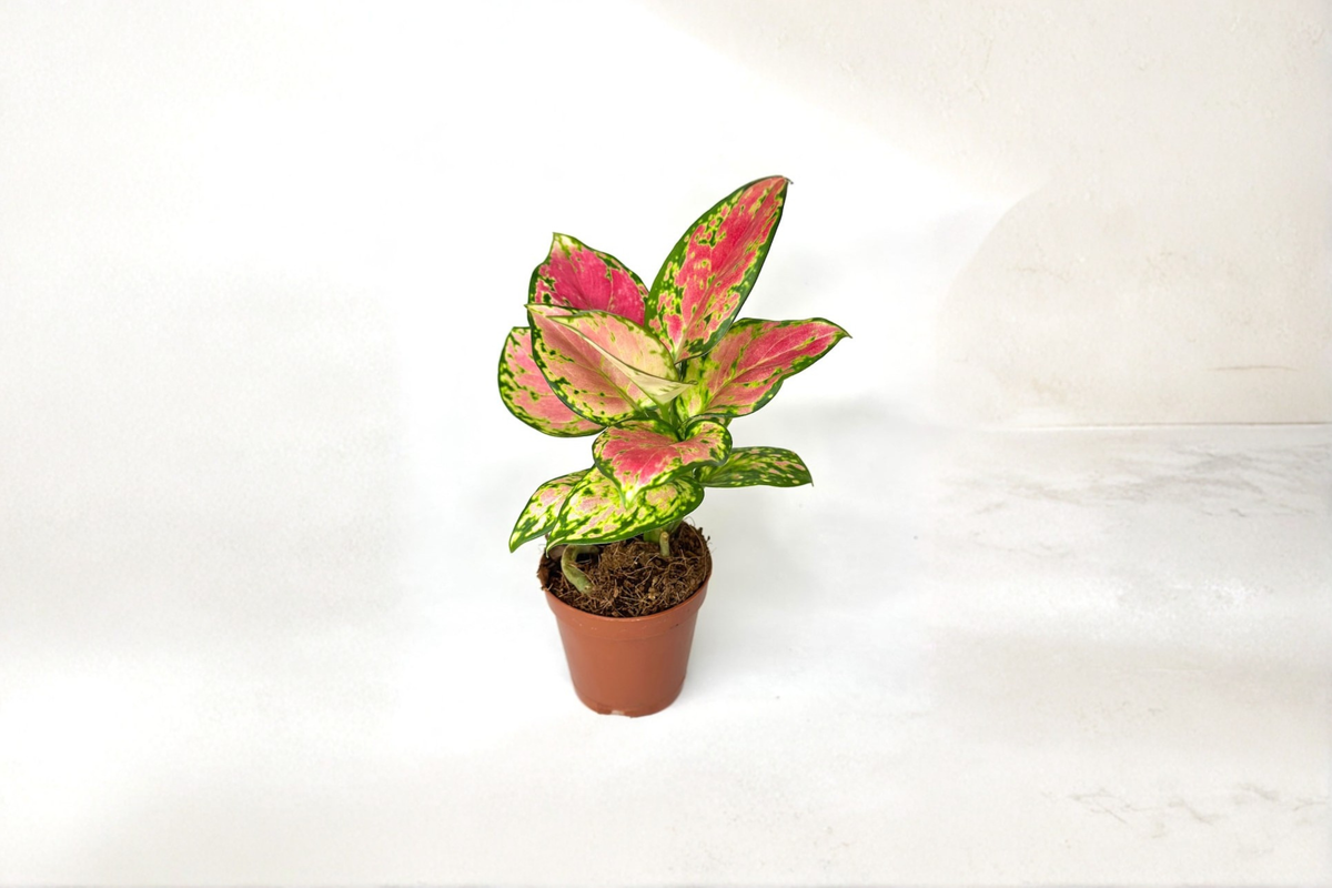 Aglaonema Pink Beauty Live Plant, 2-Inch Rooted Starter, Indoor Houseplant, Pink and Green Foliage, Tropical Decorative Plant