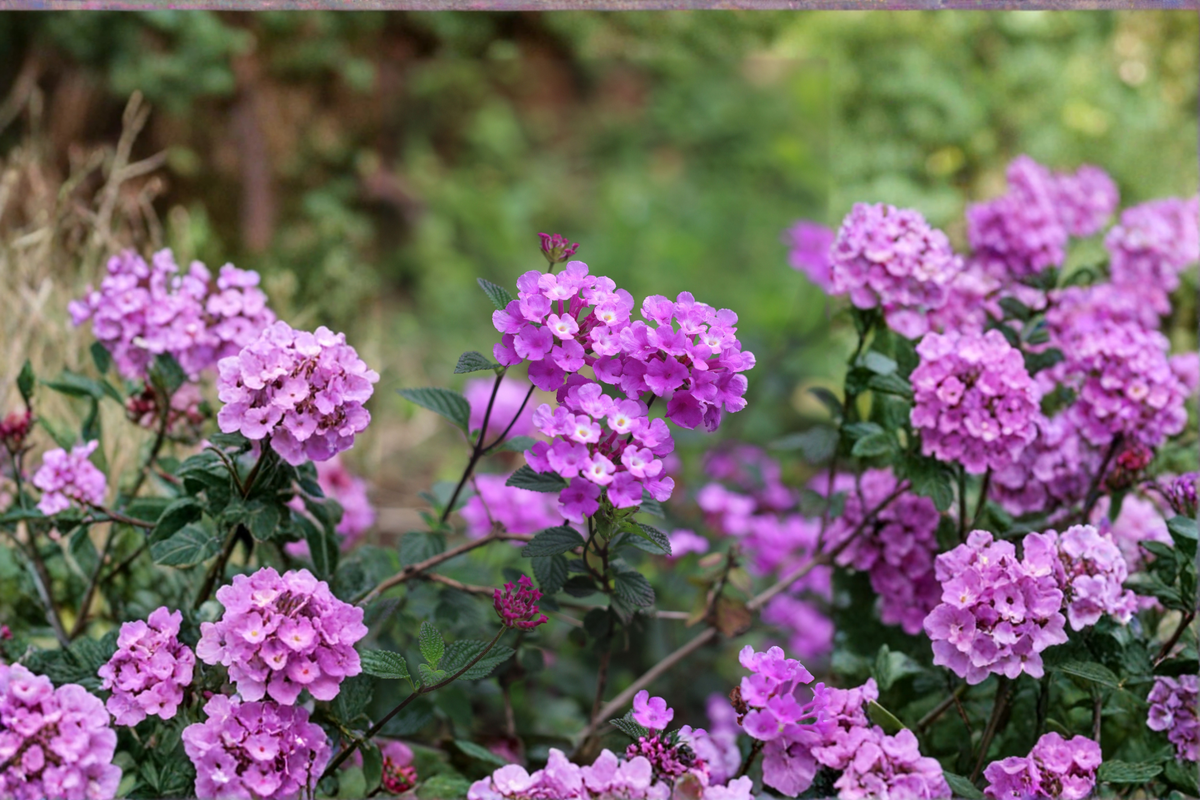 Purple Lantana Live Plant 4–6 Inches Tall – Lantana camara Starter Plant Bare Root