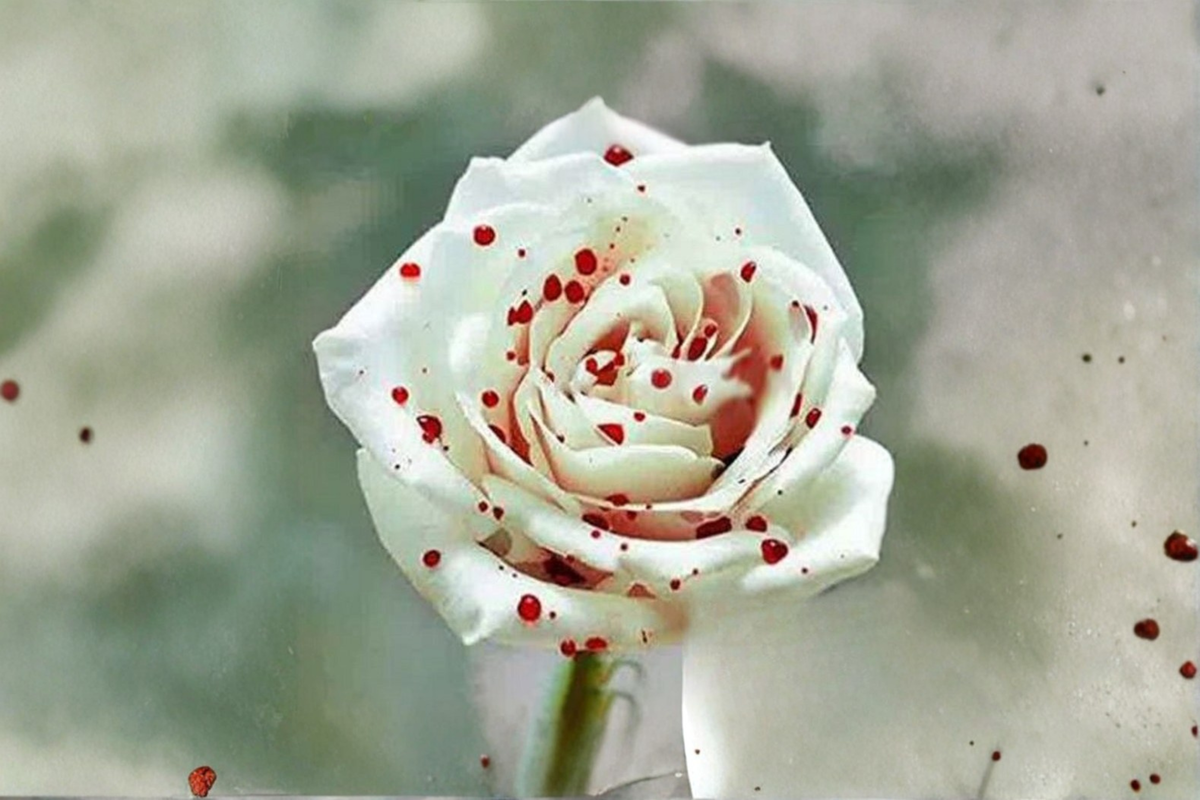 Blood Drop Rose Seeds – Deep Red Flowering Rose Bush, Rosa spp., Ornamental Garden Plant Pack of 30 Seeds