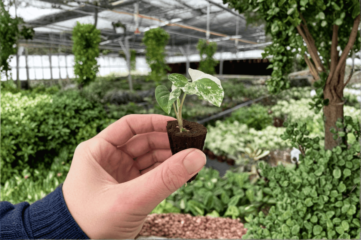 Syngonium Albo 2 Starter Live Plants – Variegated Syngonium podophyllum